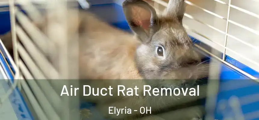  Air Duct Rat Removal Elyria - OH
