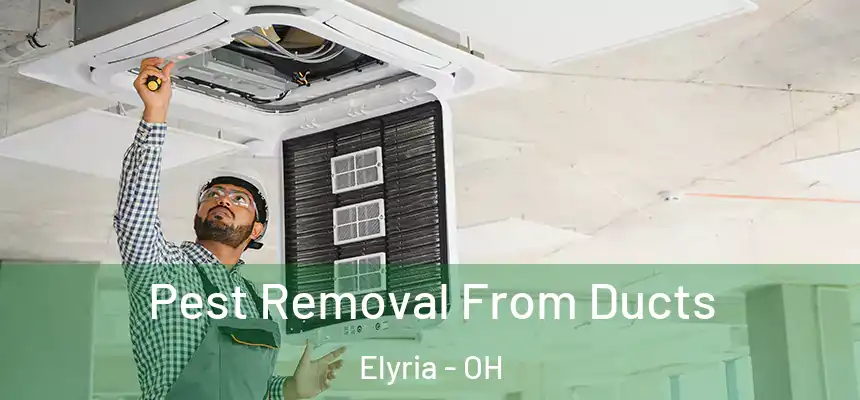 Pest Removal From Ducts Elyria - OH